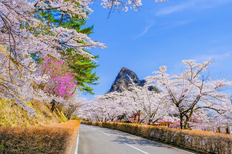 Tourist destination images of Myogi Mountain Sakura no Sato (Prefectural Forest Park)(2)