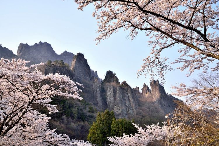 Myogi Mountain Sakura no Sato (Prefectural Forest Park)