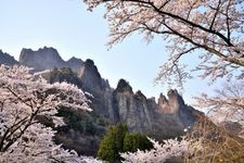 Tourist destination images of Myogi Mountain Sakura no Sato (Prefectural Forest Park)(1)