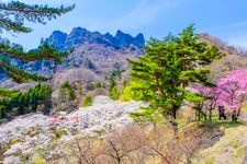 Tourist destination images of Myogi Mountain Sakura no Sato (Prefectural Forest Park)(3)