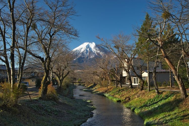 Tourist destination images of Omiya-bashi (Shinmyoshogawa River Cherry Blossom Trees)(2)