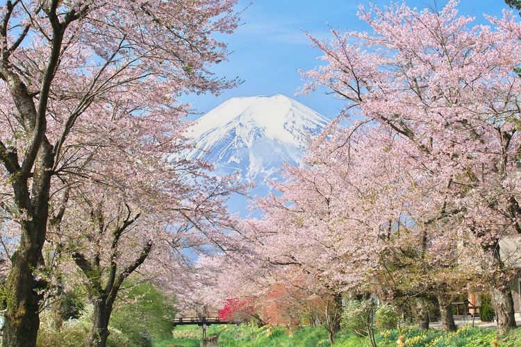 Omiya-bashi (Shinmyoshogawa River Cherry Blossom Trees)