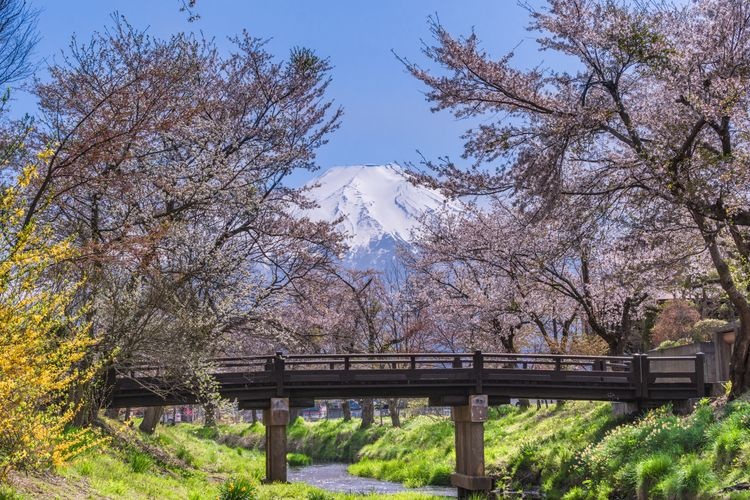Tourist destination images of Omiya-bashi (Shinmyoshogawa River Cherry Blossom Trees)(3)