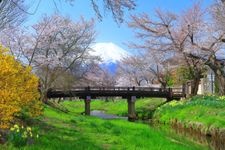 Tourist destination images of Omiya-bashi (Shinmyoshogawa River Cherry Blossom Trees)(1)