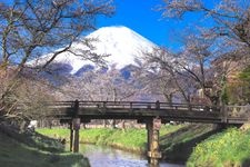 Tourist destination images of Omiya-bashi (Shinmyoshogawa River Cherry Blossom Trees)(3)