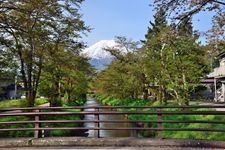 Tourist destination images of Omiya-bashi (Shinmyoshogawa River Cherry Blossom Trees)(4)