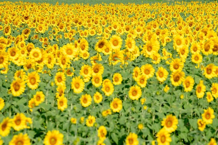 Wakasa Obama's En's Sunflower Field