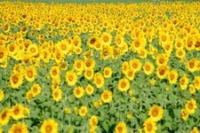 Tourist destination images of Wakasa Obama's En's Sunflower Field(1)