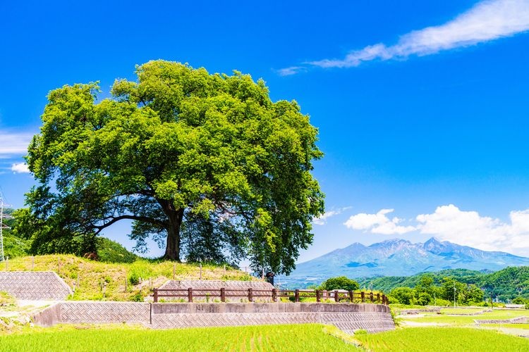 Wanizuka Cherry Tree