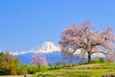 Tourist destination images of Wanizuka Cherry Tree(2)