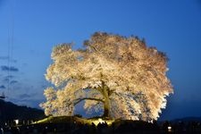 Tourist destination images of Wanizuka Cherry Tree(3)