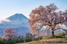 Tourist destination images of Wanizuka Cherry Tree(4)