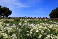 Tourist destination images of Flower Park Konan(4)