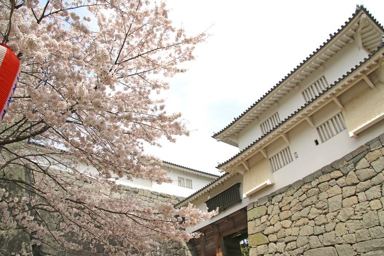 Tourist destination images of Nihonmatsu Castle Ruins(2)