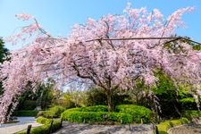 Tourist destination images of Myoshin-ji Taizo-in(2)