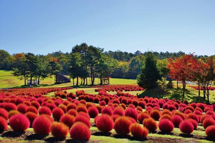 Hirugano Picnic Garden