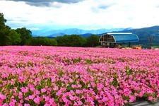 Tourist destination images of Hirugano Picnic Garden(3)