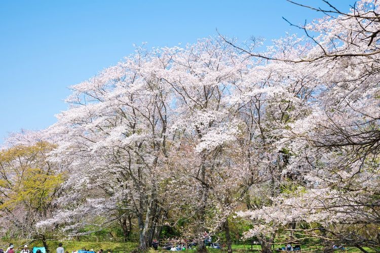 Sakura Castle Park