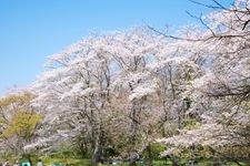 Tourist destination images of Sakura Castle Park(1)