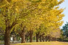 Tourist destination images of Sakura Castle Park(3)