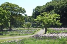 Tourist destination images of Sakura Castle Park(4)