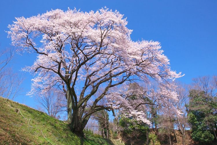 Hachigata Castle Park