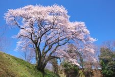 Tourist destination images of Hachigata Castle Park(1)