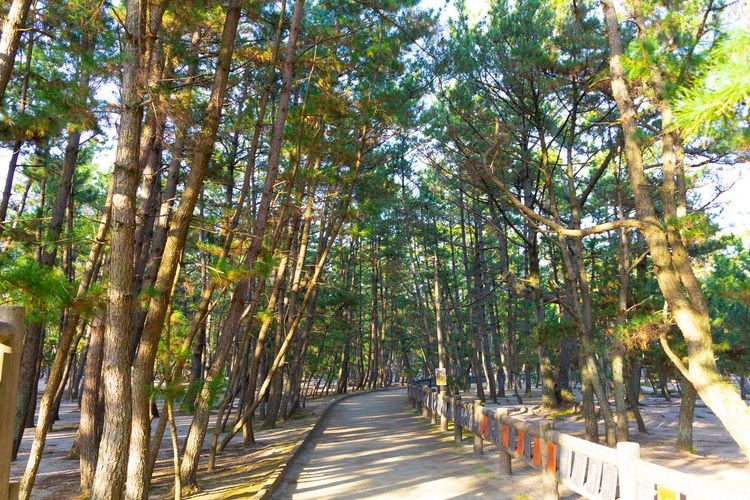 Keino-matsubara Beach