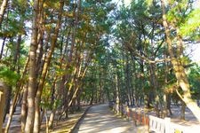 Tourist destination images of Keino-matsubara Beach(1)