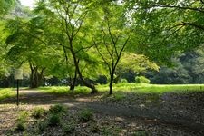 Tourist destination images of Kasama Castle Ruins(2)