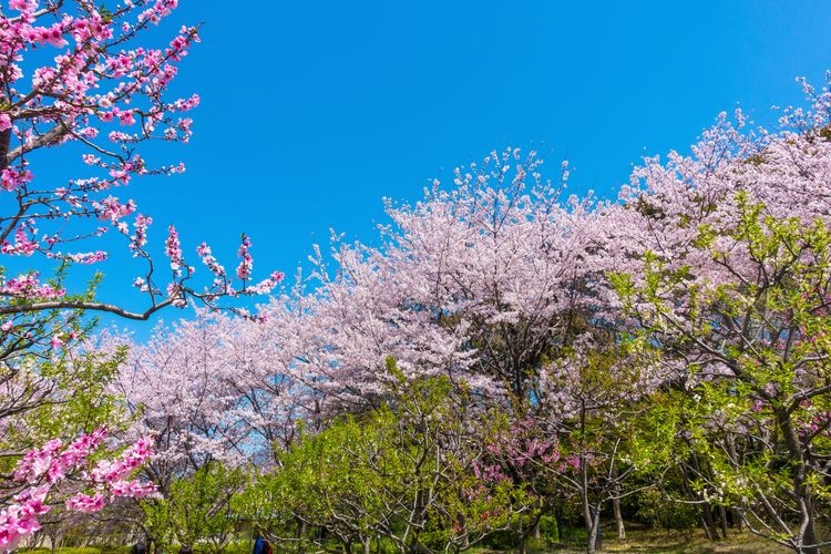 Parco Fujita-tei (Antico Giardino della Residenza Fujita)