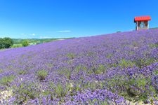 Tourist destination images of Hinode Park Lavender Garden(2)