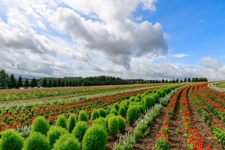 Flower Land Kamifurano