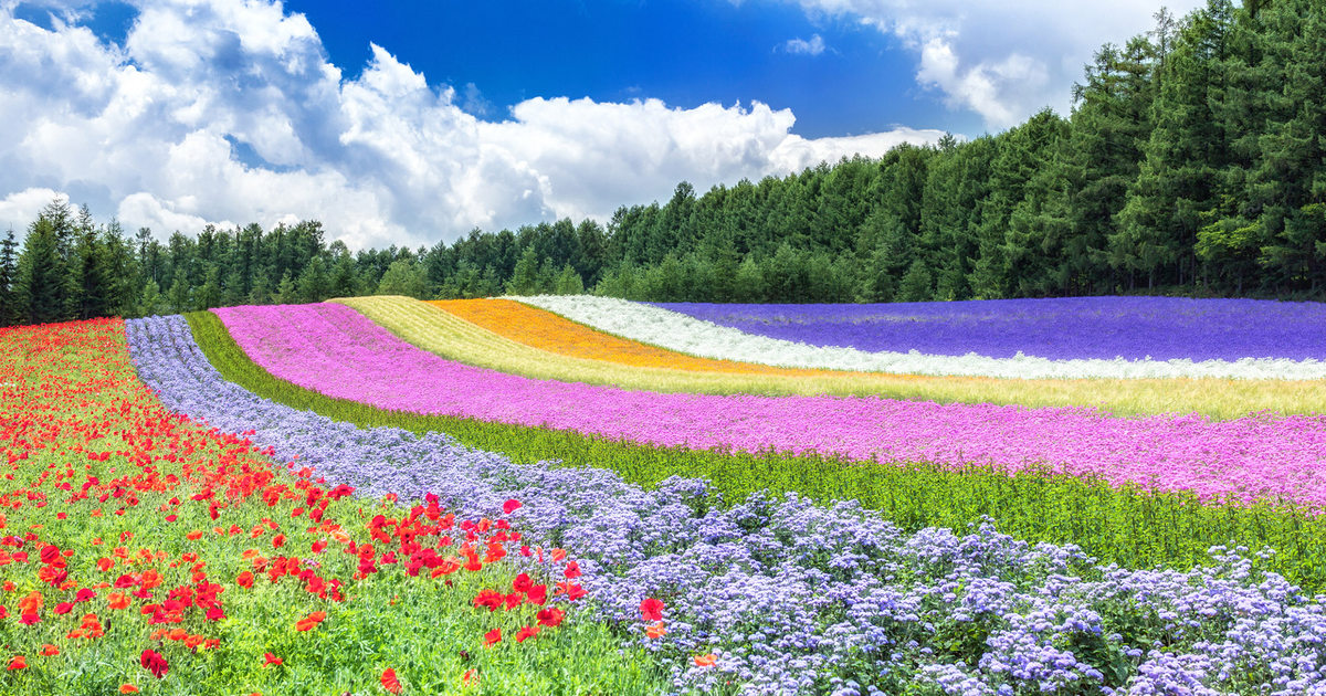 ファーム富田 | 北海道の観光地 | Sparkle Travel