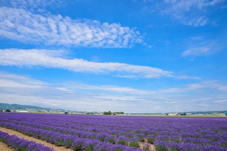 Farm Tomita Lavender East