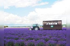 Tourist destination images of Farm Tomita Lavender East(2)