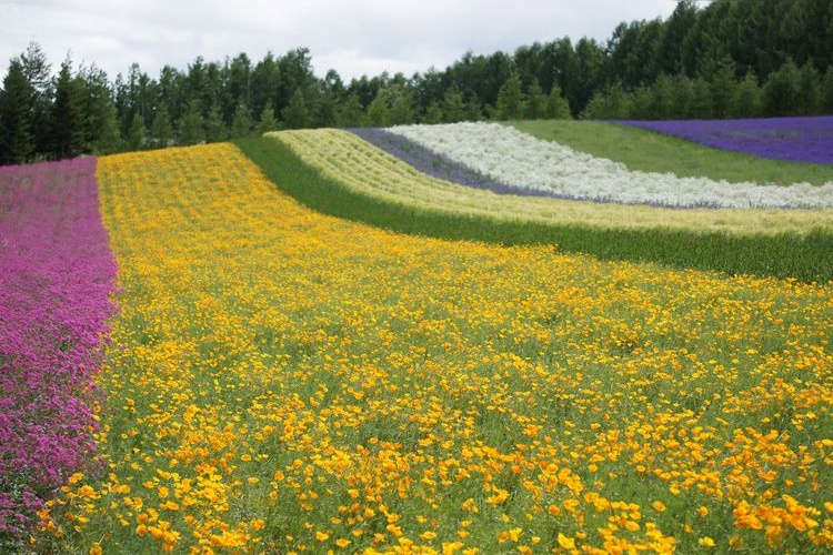 Saikanooka Sasaki Farm