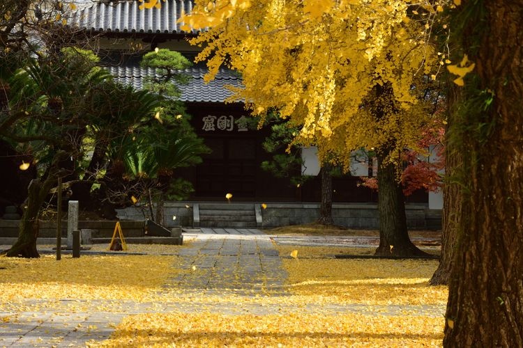 梅林寺 2