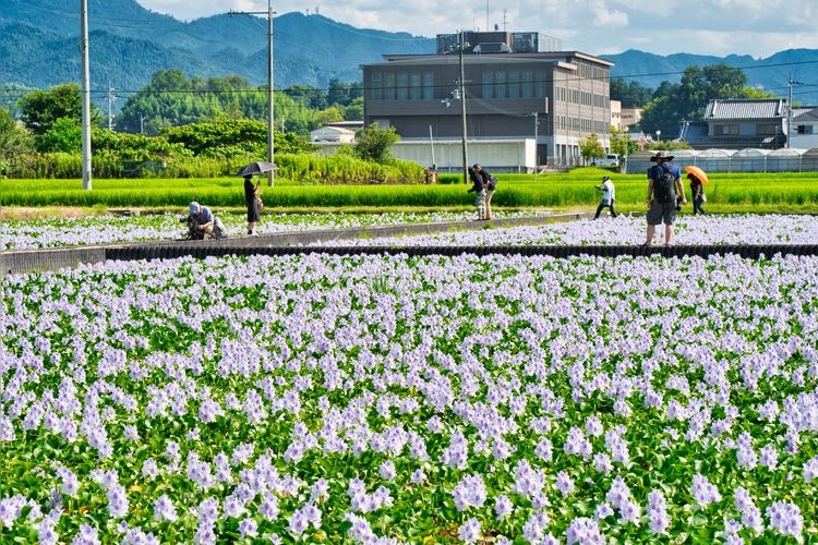 Hon Yakushiji Temple Ruins