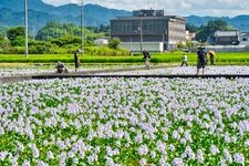 본야쿠시지 터의 관광지 사진(1)