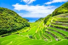 浜野浦梯田的旅游景点图片(2)