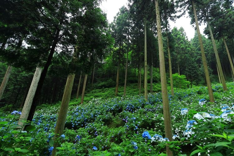 Minamisawa Hydrangea Hill