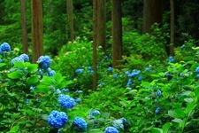 Tourist destination images of Minamisawa Hydrangea Hill(2)