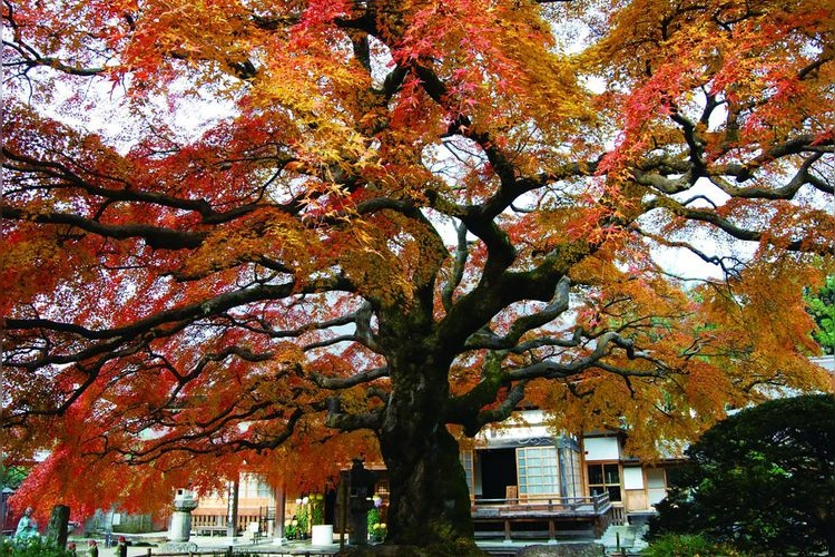 Saizen-ji Temple