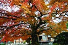 Tourist destination images of Saizen-ji Temple(1)