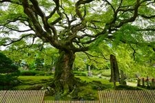 Tourist destination images of Saizen-ji Temple(3)