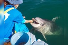 Tourist destination images of Nihon Dolphin Center(1)
