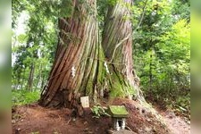 Tourist destination images of Togakushi Shrine Hinomiko-sha(1)