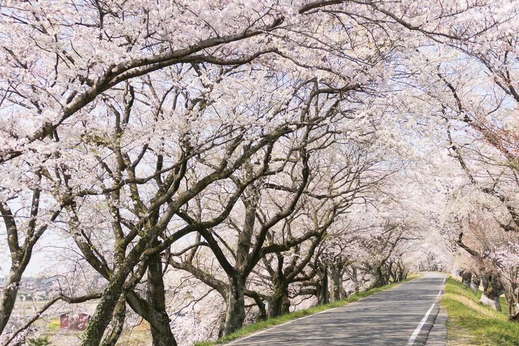 Kiso River Embankment Cherry Blossoms