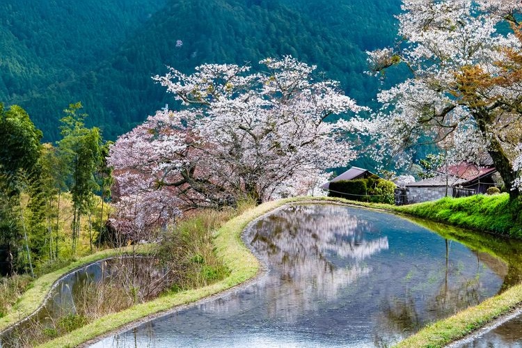 Mikata's Cherry Blossoms